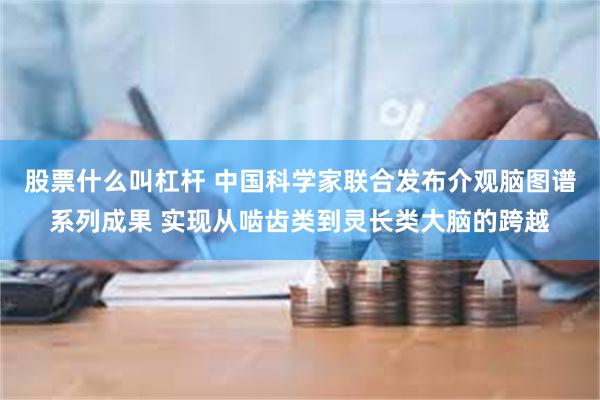 股票什么叫杠杆 中国科学家联合发布介观脑图谱系列成果 实现从啮齿类到灵长类大脑的跨越